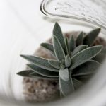 cactus2